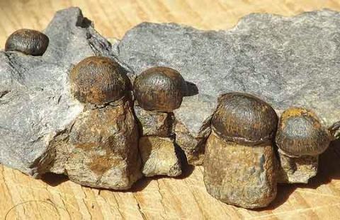 Один из найденных фрагментов Phalarodon. Фото с сайта: http://old.archeo-news.ru