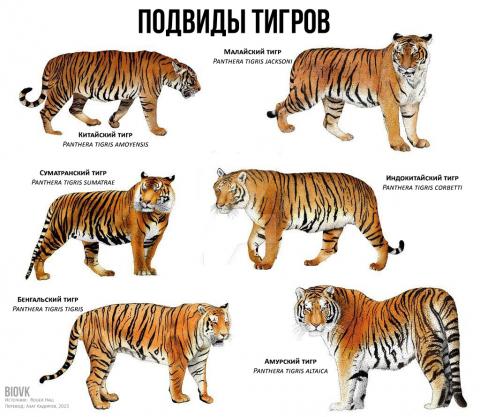 Тигры: современные и вымершие | east-eco.com