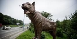 Тигр на остановке общественного транспорта "Академгородок". 