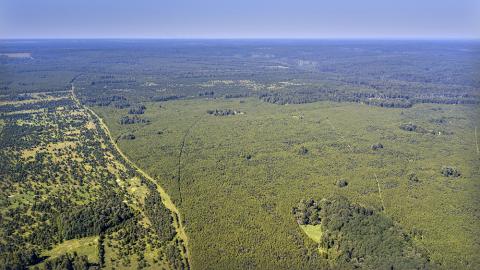 Фото с сайта http://forestforum.ru/