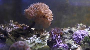 Фото: Приморский океанариум с сайта https://vostokmedia.com/